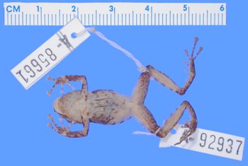 Media type: image; Herpetology A-92937